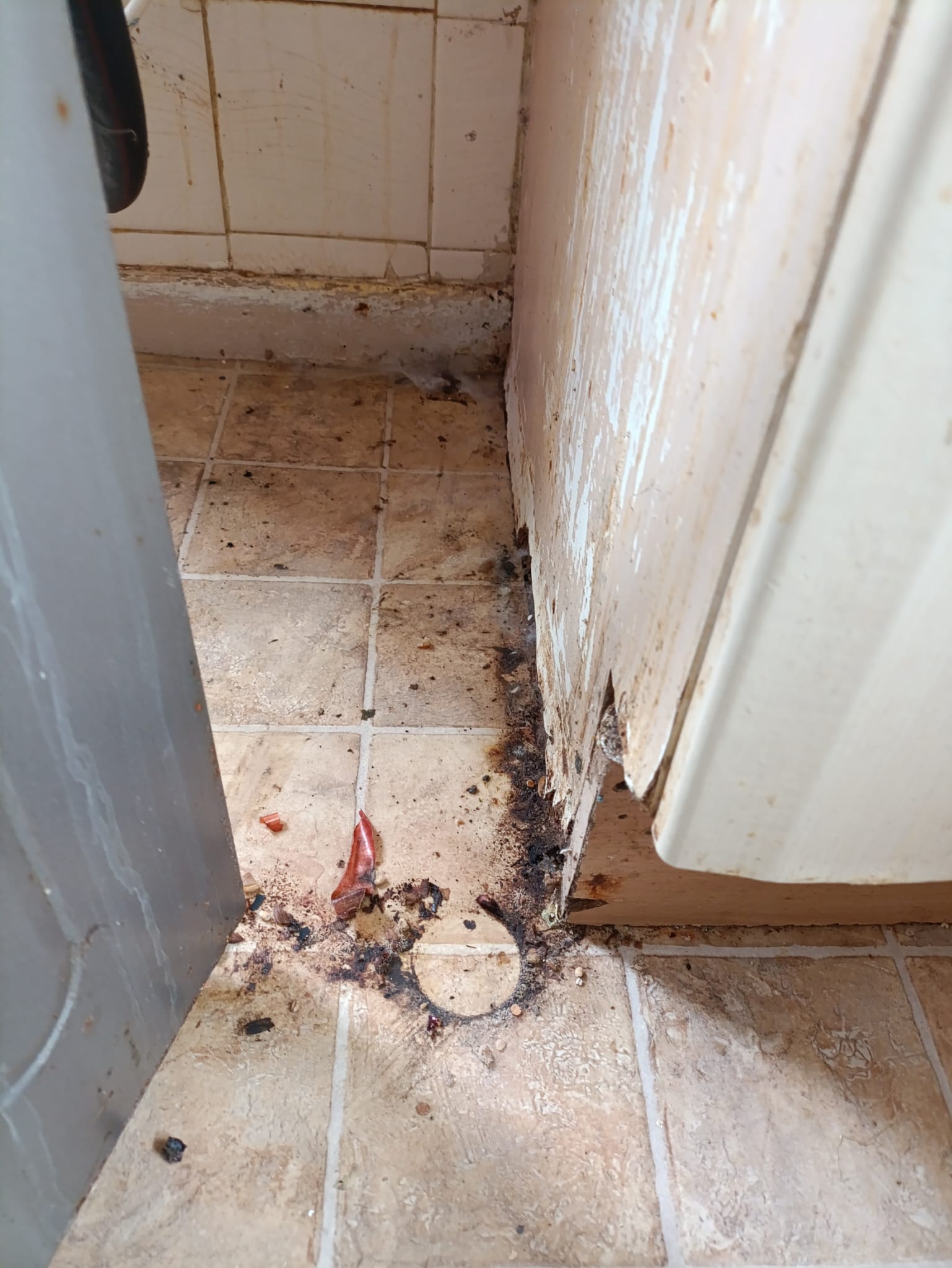 domestic cleaning services